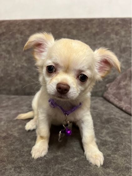 ชิวาวา (Chihuahua) เล็ก ชิวาว่า