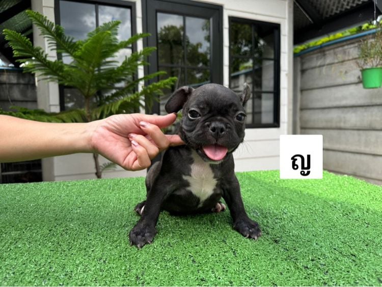 เฟรนบลูด็อก (French bulldog) เล็ก ลูกสุนัขพันธุ์ เฟรนบลูด็อก