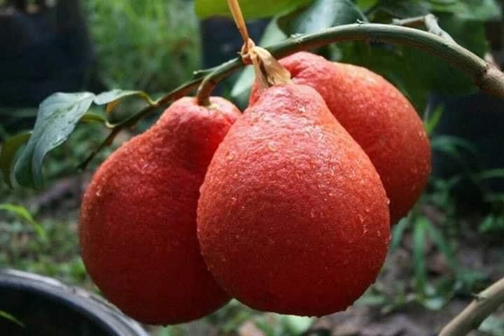 ต้นส้มโอแดงเวียดนาม สายพันธุ์เบาติดผลง่าย 🌴👉ต้นพันธุ์เสียบยอด มาปลูกกันจร้า🌴👍 รูปที่ 2