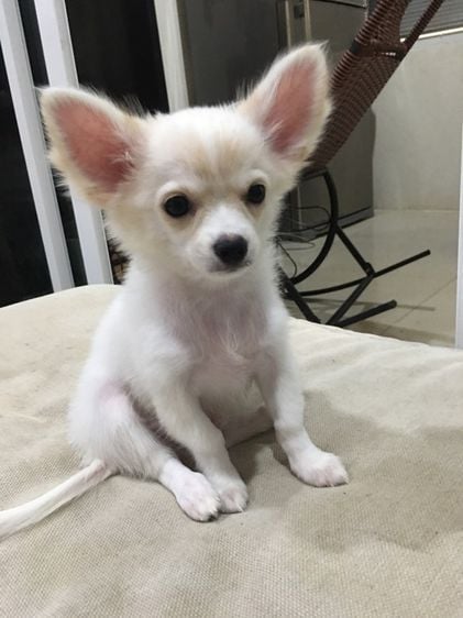 ชิวาวา (Chihuahua) เล็ก สุนัขชิวาวา
