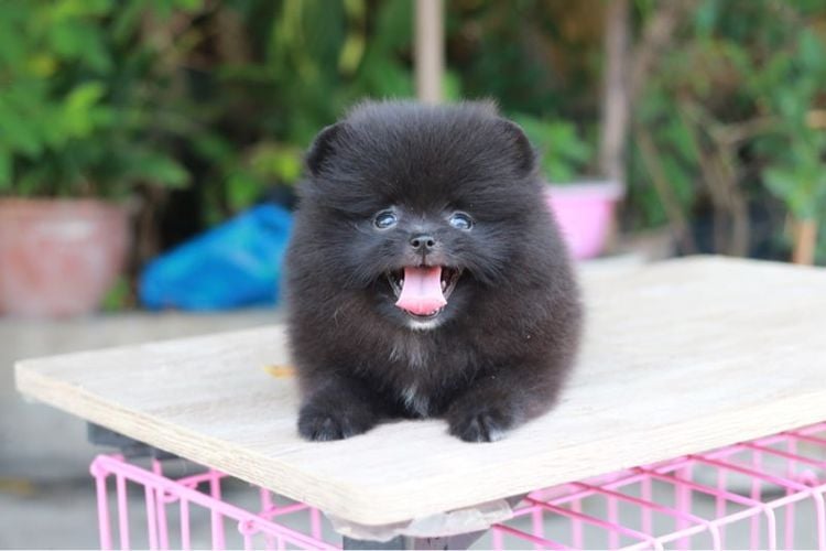 ปอมเมอเรเนียน (Pomeranian) เล็ก ปอมเมอเรเนียน