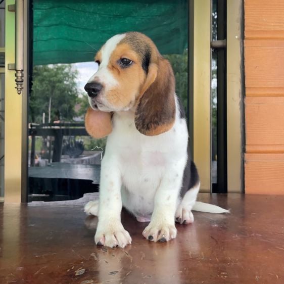 บีเกิล (Beagle) กลาง ลูกสุนัขพันธุ์บีเกิ้ลแท้