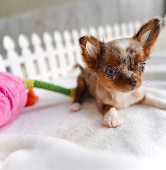 ชิวาวา (Chihuahua) เล็ก ลูกสาวสีเมอ ตาฟ้า ลายสวยมาก วัคซีนแล้วสองเข็ม