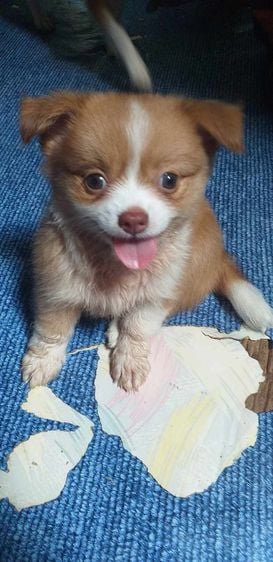 ชิวาวา (Chihuahua) เล็ก น้องหมา ขายยกคู่ค่ะ ราคาถูกค่ะ 