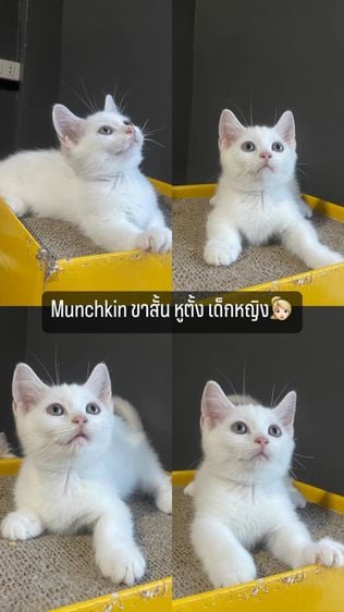 มันช์กิ้น (Munchkin) munchkin แมวขาสั้น