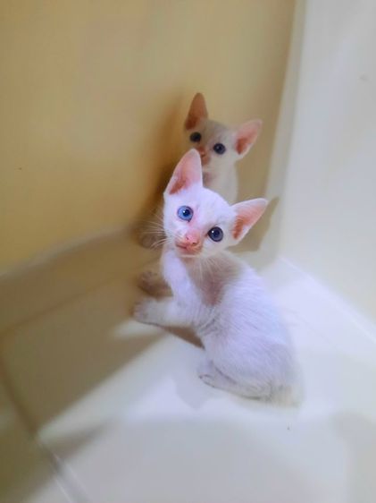 ขาวมณี (Khao Manee) แมวขาวมณีตาสองสี เพศเมีย หางขวัก ทานอาหารเม็ดเข้ากระบะทรายเป็น อายุ1เดือนต้นๆ ก่อนย้ายตรวจโรคฟรี ขอคนที่พร้อมดูแลแมวเด็กและมีเวลาให้น้องคะ