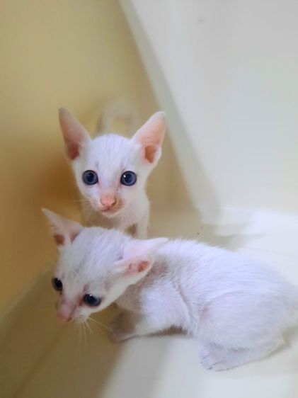 แมวขาวมณีตาสองสี เพศผู้ ปลายหางสะสุดนิดหน่อยกินอาหารเม็ดเข้ากระบะเป็นอายุ1เดือนต้นๆก่อนย้ายตรวจโรคฟรีขอคนพร้อมดูแลแมวเด็กและมีเวลาให้น้องคะ