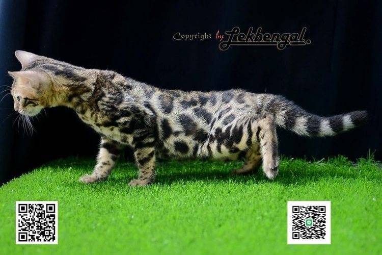 เบงกอล (Bengal House Cat) ขายลูกแมวเบงกอลเพศเมียราคาพิเศษ อายุ 2 เดือน ลาย Spotted Rosetted วัคซีนแล้ว 