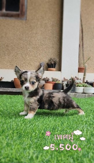ชิวาวา (Chihuahua) เล็ก ชิวาวา ขนยาว สีเมอร์ พร้อมย้ายบ้าน