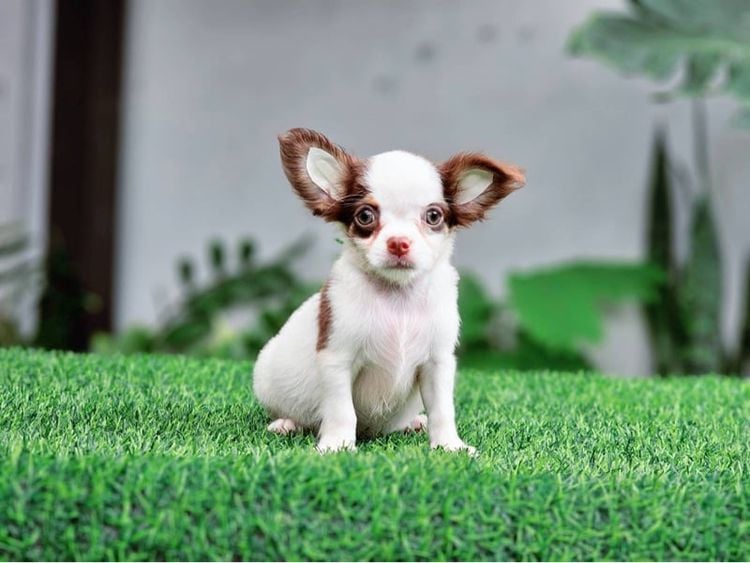 ชิวาวา (Chihuahua) น้องช็อคกี้ ชิวาวาไซส์เล็กพันธุ์แท้ตาสีน้ำข้าว หนุ่มหล่อ ลดสินสอดเหลือเพียง 4500 บาท จาก 8000 มีบริการส่งเก็บปลายทาง
