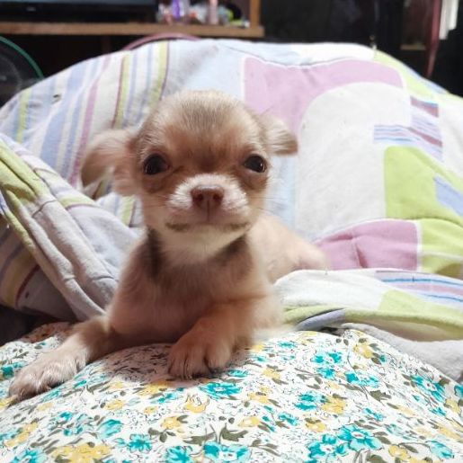ชิวาวา (Chihuahua) เล็ก ชิวาวาแท้ขนสั้นสีช็อดเพศชายอายุสองเดือนครึ่ง