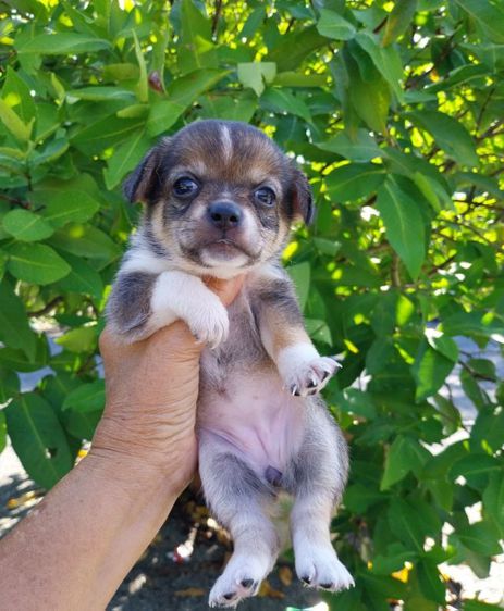 ชิวาวา (Chihuahua) เล็ก หมา