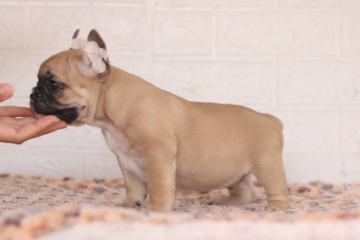 เฟรนบลูด็อก (French bulldog) เพศผู้ FrenchBulldog