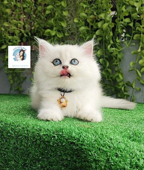 ลูกแมวเปอร์เซียชินชิลล่าเพศหญิงตาสีเขียว รูปที่ 3