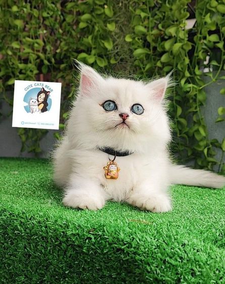 ลูกแมวเปอร์เซียชินชิลล่าเพศหญิงตาสีเขียว รูปที่ 2