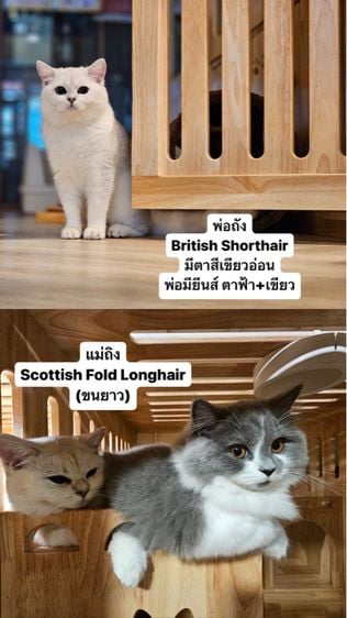 เปิดจองลูก British Shorthair กับ Scottish fold longhair  รูปที่ 5