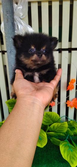 ปอมเมอเรเนียน (Pomeranian) เล็ก ปอมแบล็คแทน ปาร์ตี้