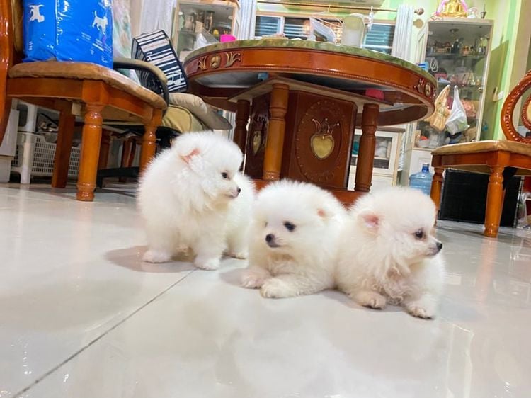 ปอมเมอเรเนียน (Pomeranian) เล็ก ฟาร์มpom ลูกหมา ปอมหน้าหมี  ปอมแท้ ปอมส้ม ปอมขาว ปอมทีคัพ ร้านขายหมาปอม dogpuppy deawdeawpompomeranian 