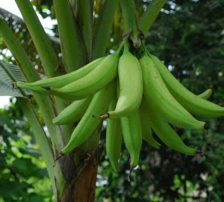 ต้นกล้วยงาช้าง กล้วยลูกใหญ่ยักษ์ แปลกและหายากมาปลูกกันจร้า🌴👍 รูปที่ 4