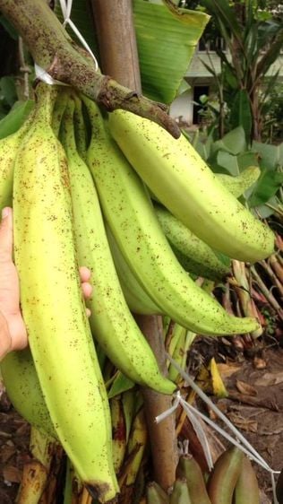 ต้นกล้วยงาช้าง กล้วยลูกใหญ่ยักษ์ แปลกและหายากมาปลูกกันจร้า🌴👍 รูปที่ 3