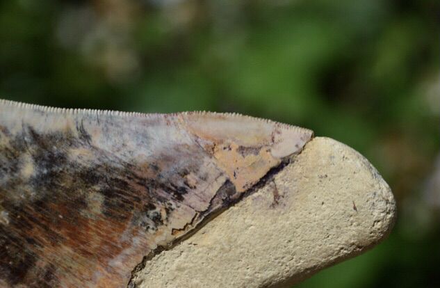 ฟอสซิล megalodon tooth 5.7 นิ้ว รูปที่ 9