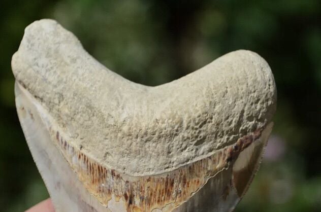 ฟอสซิล megalodon tooth 5.7 นิ้ว รูปที่ 6