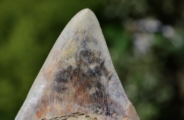 ฟอสซิล megalodon tooth 5.7 นิ้ว รูปที่ 7