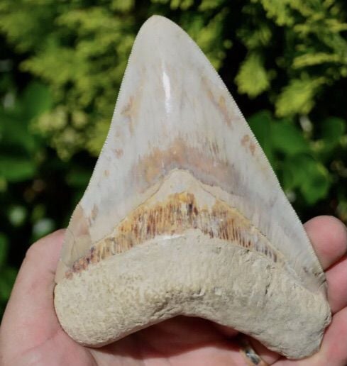 ฟอสซิล megalodon tooth 5.7 นิ้ว รูปที่ 1
