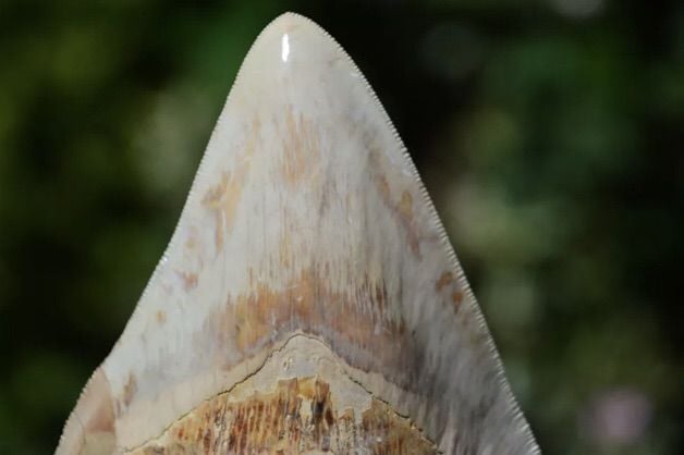 ฟอสซิล megalodon tooth 5.7 นิ้ว รูปที่ 8