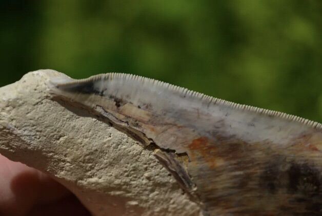 ฟอสซิล megalodon tooth 5.7 นิ้ว รูปที่ 4