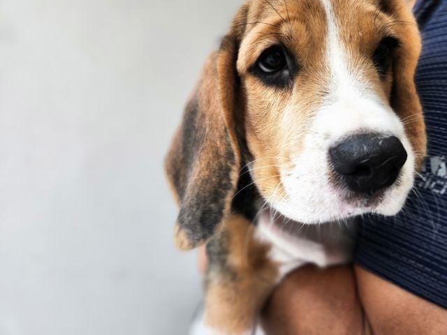 บีเกิล (Beagle) เล็ก สุนัขบีเกิลแท้อายุ 2.5 เดือน เพศผู้