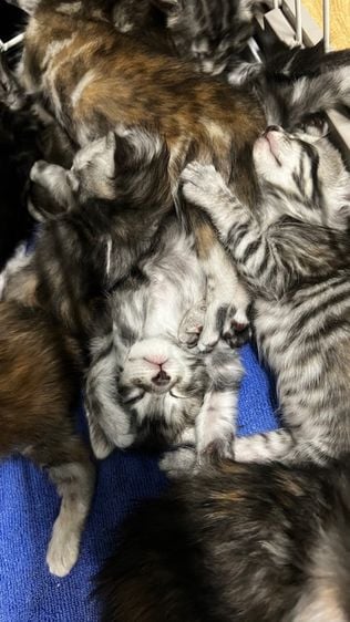 ลูกแมวเมนคูนแท้ ยกคอก 6 ตัว ✅ฟรี ฉีดวัคซีนพื้นฐาน ✅ฟรี ตรวจสุขภาพ ✅ฟรี บริการจัดส่งVIPปลอดภัยแน่นอน ✅ฟรี พี่เลี้ยงดูแลตลอดการเดินทาง🥰 รูปที่ 9