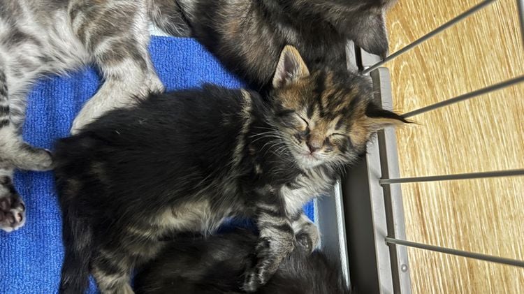 เมนคูน (Main Coon) ลูกแมวเมนคูนแท้ ยกคอก 6 ตัว ✅ฟรี ฉีดวัคซีนพื้นฐาน ✅ฟรี ตรวจสุขภาพ ✅ฟรี บริการจัดส่งVIPปลอดภัยแน่นอน ✅ฟรี พี่เลี้ยงดูแลตลอดการเดินทาง🥰