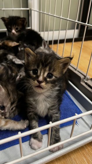 ลูกแมวเมนคูนแท้ ยกคอก 6 ตัว ✅ฟรี ฉีดวัคซีนพื้นฐาน ✅ฟรี ตรวจสุขภาพ ✅ฟรี บริการจัดส่งVIPปลอดภัยแน่นอน ✅ฟรี พี่เลี้ยงดูแลตลอดการเดินทาง🥰 รูปที่ 4