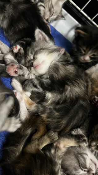 ลูกแมวเมนคูนแท้ ยกคอก 6 ตัว ✅ฟรี ฉีดวัคซีนพื้นฐาน ✅ฟรี ตรวจสุขภาพ ✅ฟรี บริการจัดส่งVIPปลอดภัยแน่นอน ✅ฟรี พี่เลี้ยงดูแลตลอดการเดินทาง🥰 รูปที่ 5