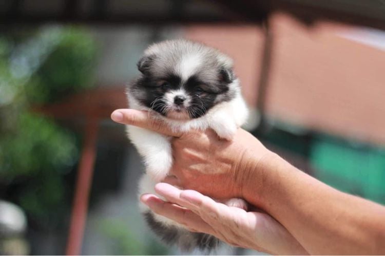 ปอมเมอเรเนียน (Pomeranian) เล็ก ปอมเมอเรเนียน 
