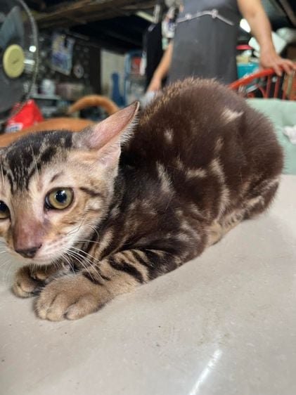 เบงกอล (Bengal House Cat) แมวเบงกอล ลายมาเบิ้ล