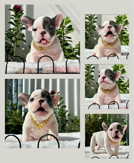 เฟรนบลูด็อก (French bulldog) เล็ก เฟรนช์บลูด็อก สีบลูพายตาฟ้า เพศชาย