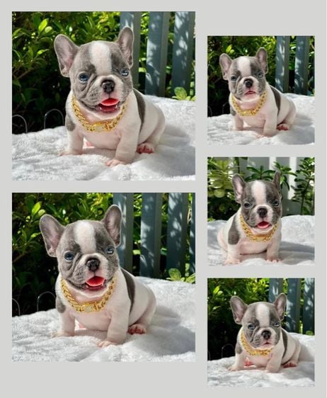 เฟรนบลูด็อก (French bulldog) เล็ก เฟรนช์บลูด็อก สีบลูพายตาฟ้า ชาย