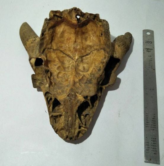 Skull Mask Bovine
 รูปที่ 6
