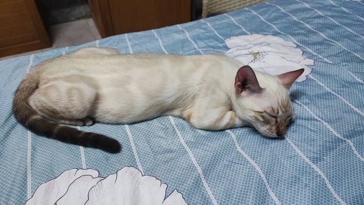 เบงกอล (Bengal House Cat) แมวเบงกอลสายพันธุ์แท้ เพศชาย สีสโนลิ้ง