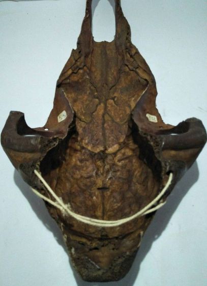 Decorated aboriginal ox skull รูปที่ 8