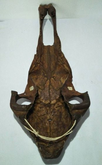 Decorated aboriginal ox skull รูปที่ 7