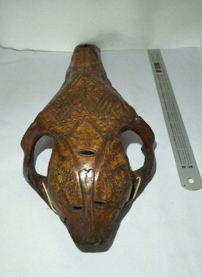 Decorated aboriginal ox skull รูปที่ 5