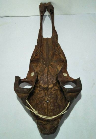 Decorated aboriginal ox skull รูปที่ 6