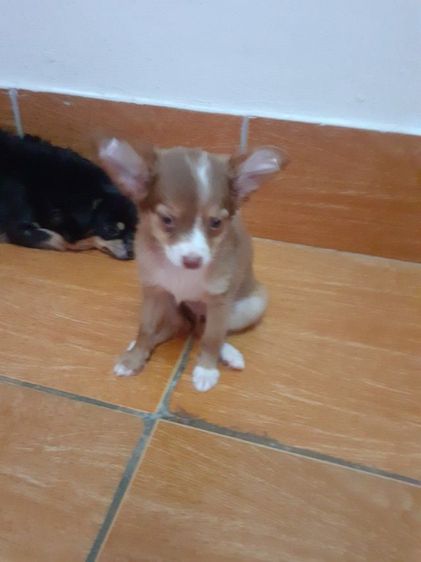 ชิวาวา (Chihuahua) เล็ก ชิวาว่า ชาย 2เดือนครึ่ง