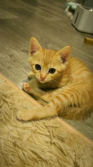 สก็อตติช โฟลด์ (Scottish Fold) แมวสก็อตติชผสมไทย