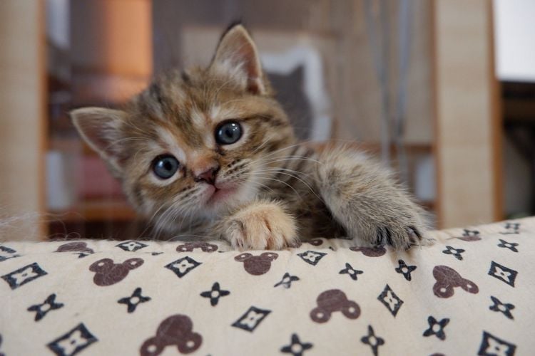 สก็อตติช โฟลด์ (Scottish Fold) Kitten Scottish Fold