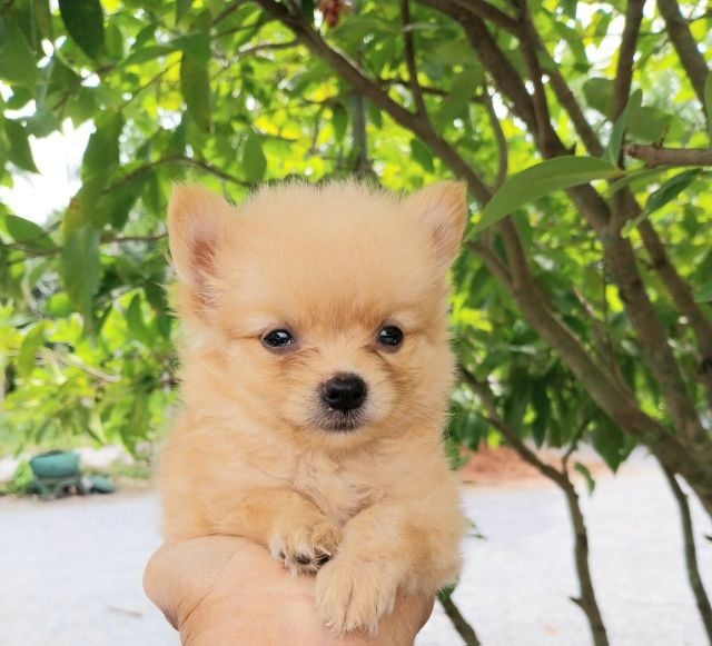 ปอมเมอเรเนียน (Pomeranian) เล็ก หมา