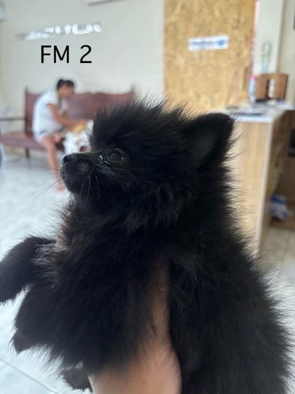 ปอมเมอเรเนียน (Pomeranian) เล็ก ปอมเมียสีดำ